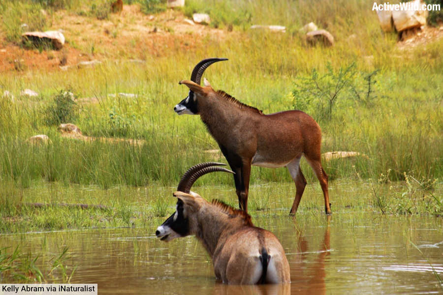 Southern Roan Antelope