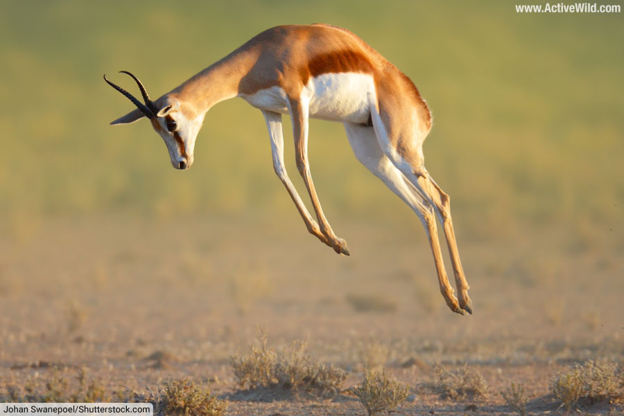 Springbok Pronking