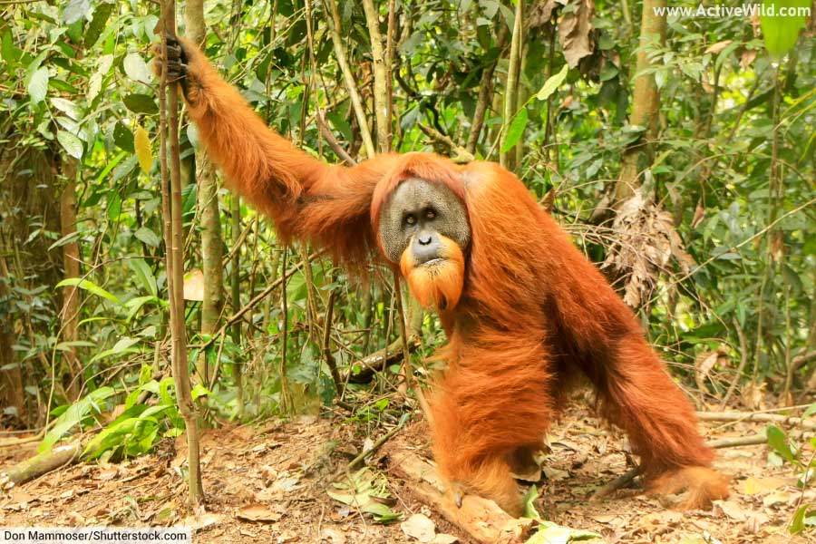 Sumatran orangutan