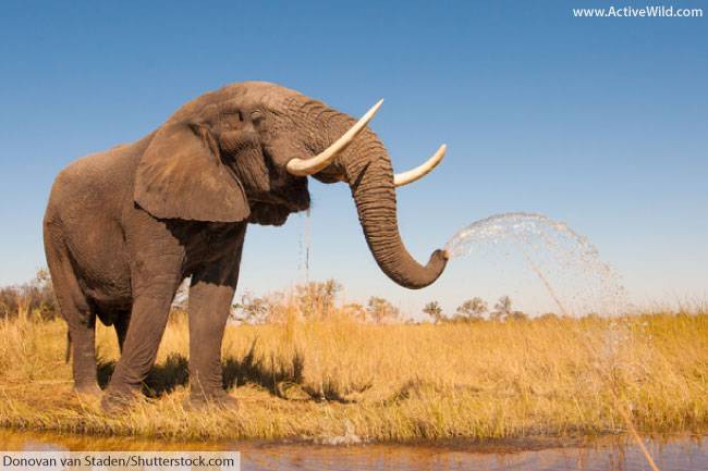 african elephant