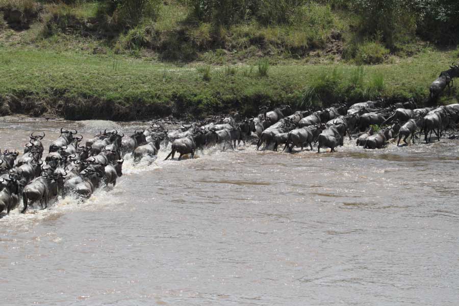 blue wildebeest crossing river
