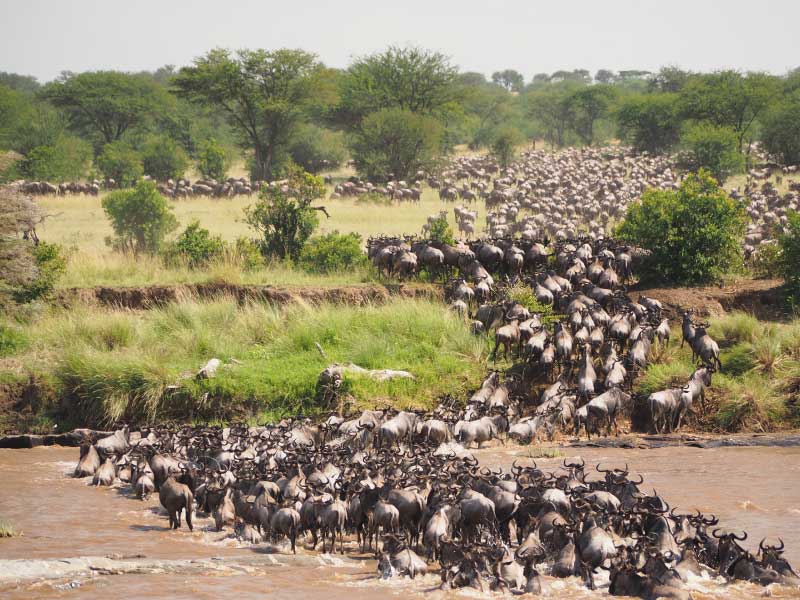 blue wildebeest migration