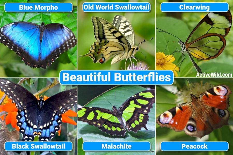 Beautiful Butterflies