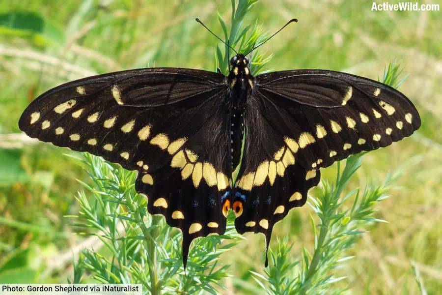 Black Swallowtail