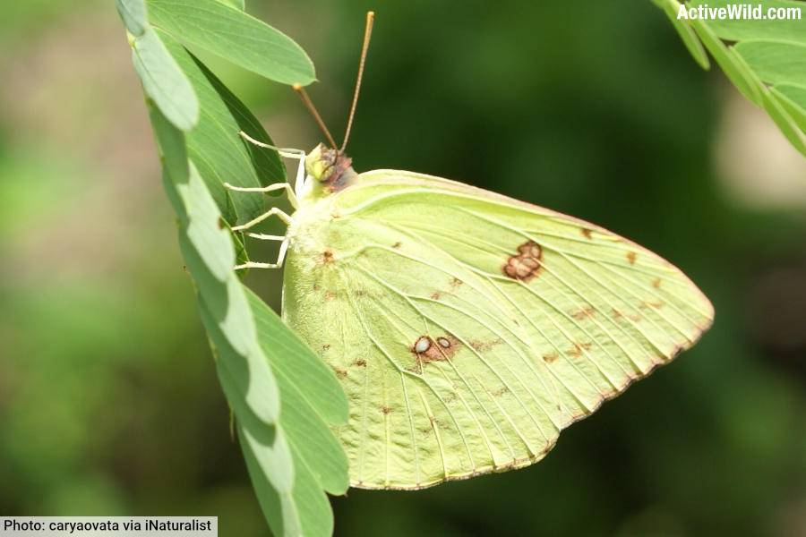 Cloudless Sulphur