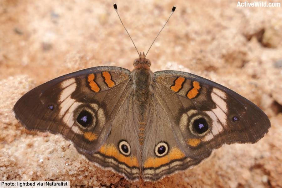 Common Buckeye