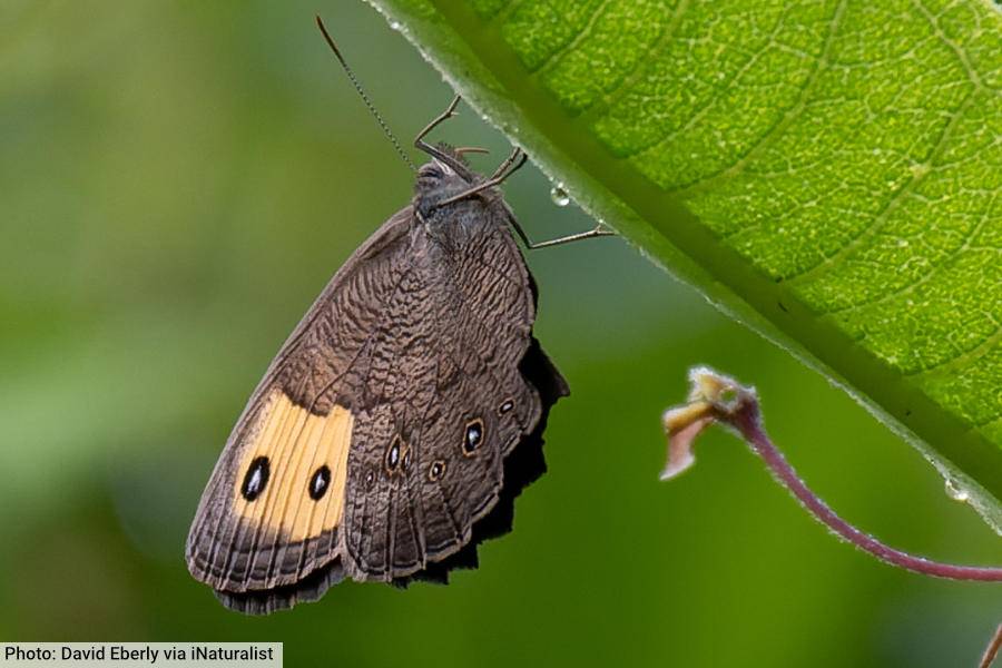 Common Wood-Nymph Butterfly