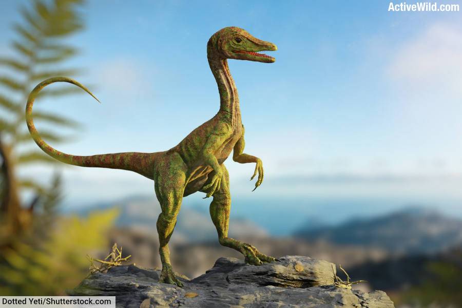 Compsognathus Facts Pictures A Small Jurassic Predatory Dinosaur Compsognathus Facts Pictures A Small Jurassic Predatory Dinosaur