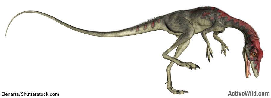 Compsognathus Jurassic Dinosaur