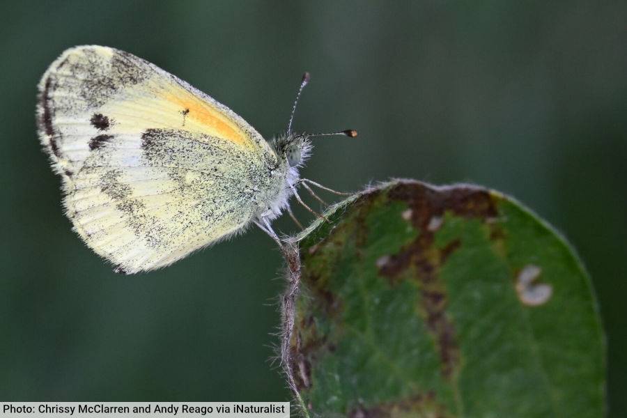 Dainty Sulphur Butterfly