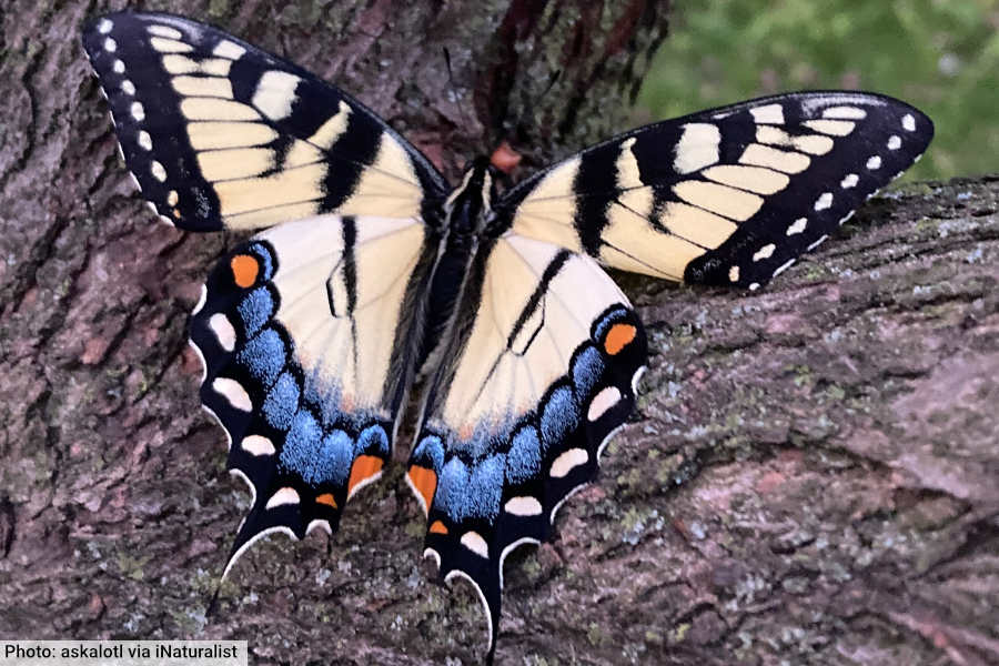 Eastern Tiger Swallowtail