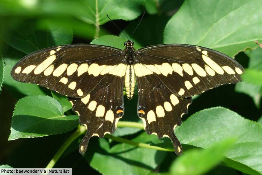 Giant Swallowtail Butterfly