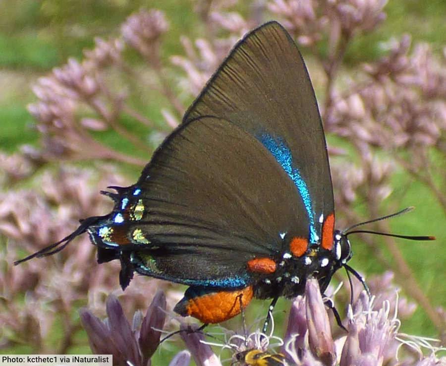 Great Purple Hairstreak Butterfly