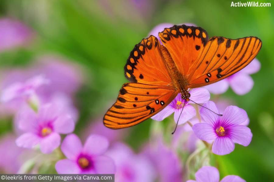 Gulf Fritillary