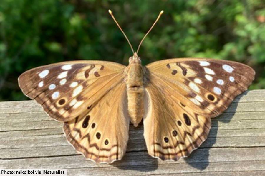 Hackberry Emperor Butterfly