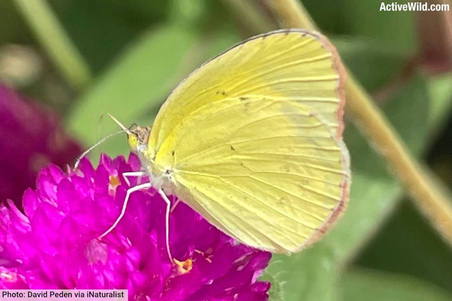 Little Yellow Butterfly