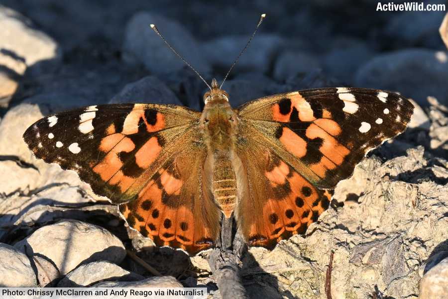 Painted Lady Butterfly