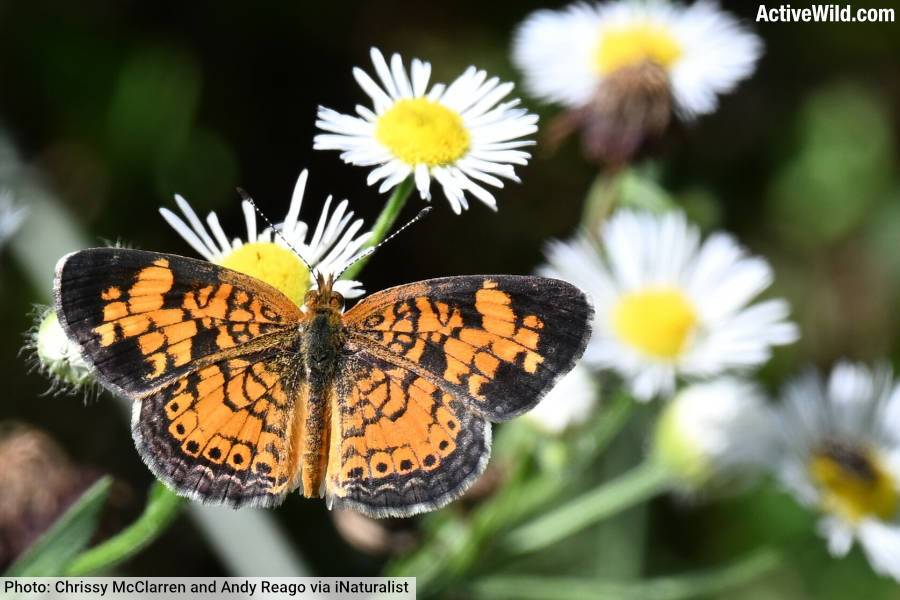 Pearl Crescent Butterfly