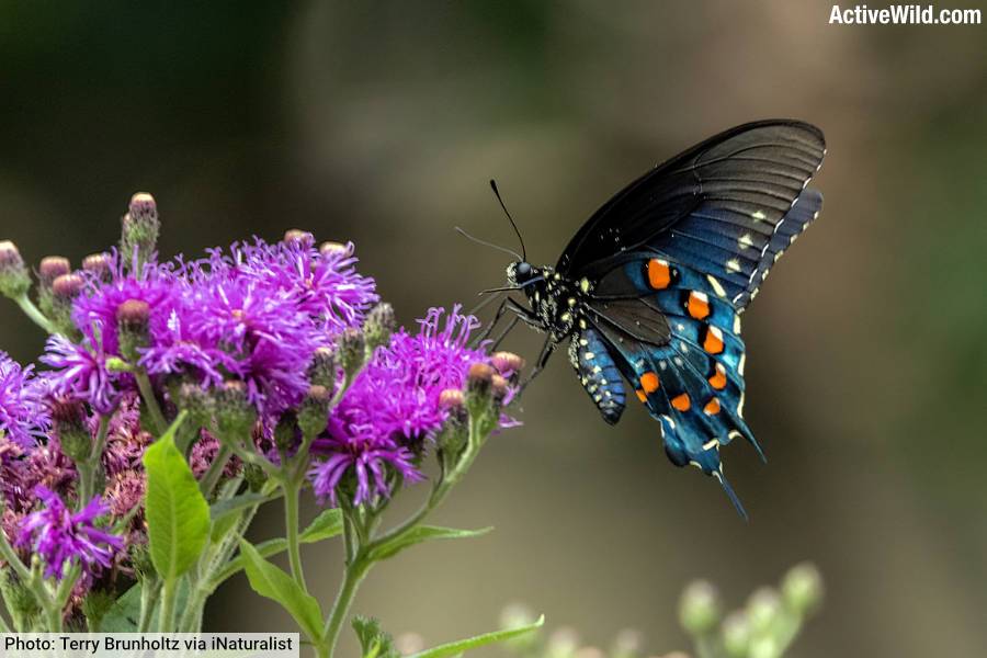 Pipevine Swallowtail Butterfly