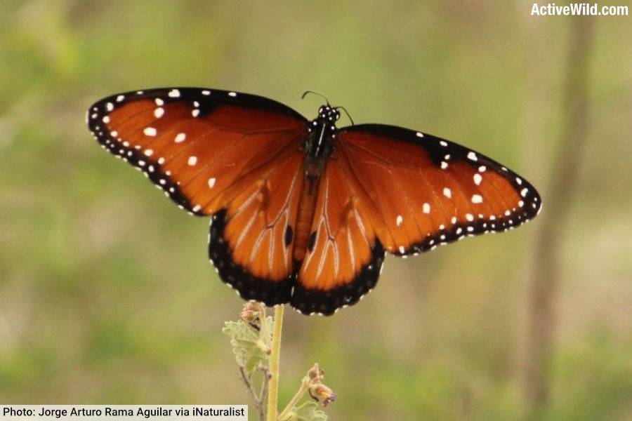 Queen Butterfly