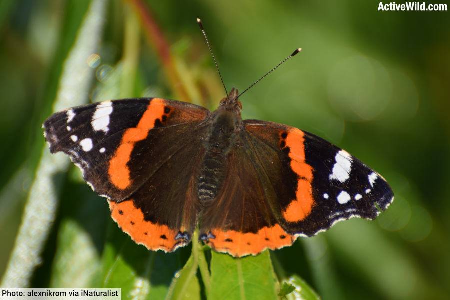 Red Admiral Butterfly