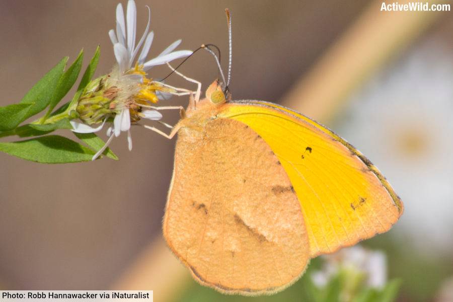 Sleepy Orange Butterfly