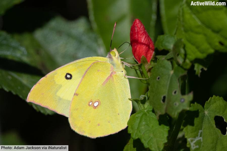 Southern Dogface Butterfly