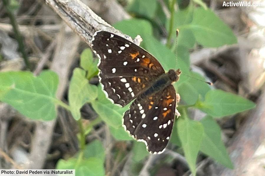 Texan Crescent Butterfly