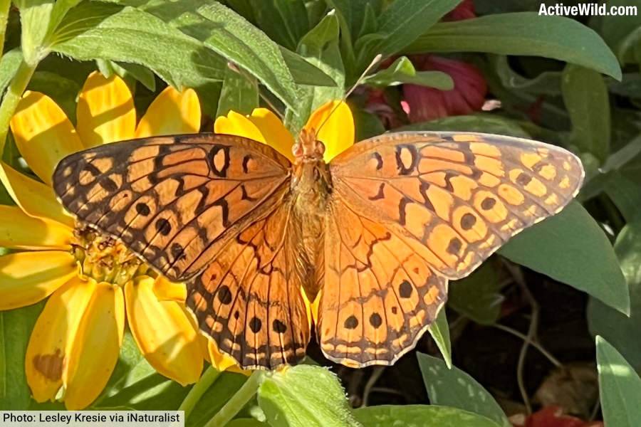 Variegated Fritillary Butterfly