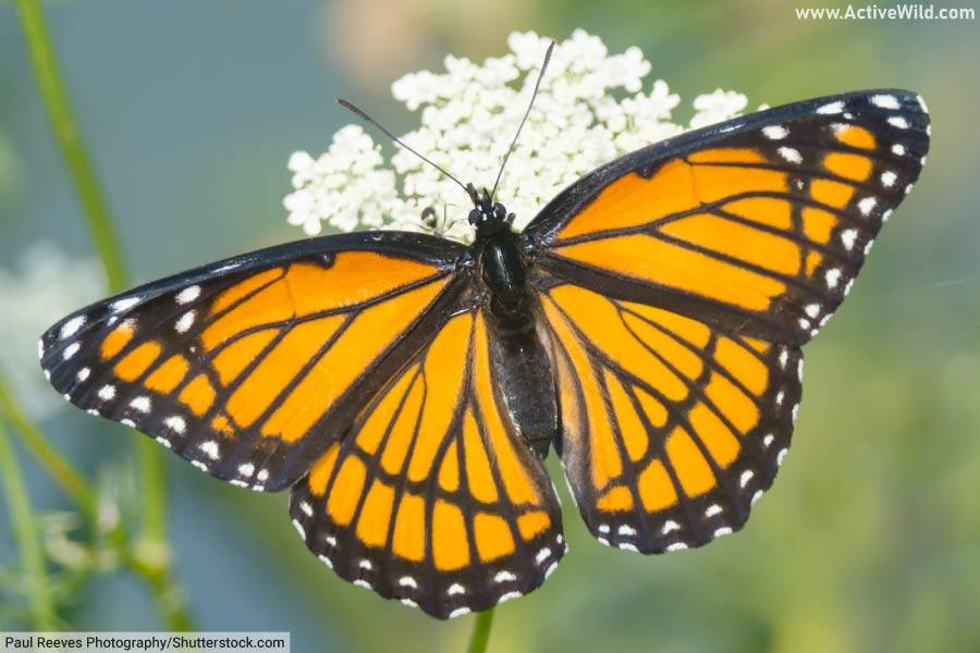 Viceroy Butterfly