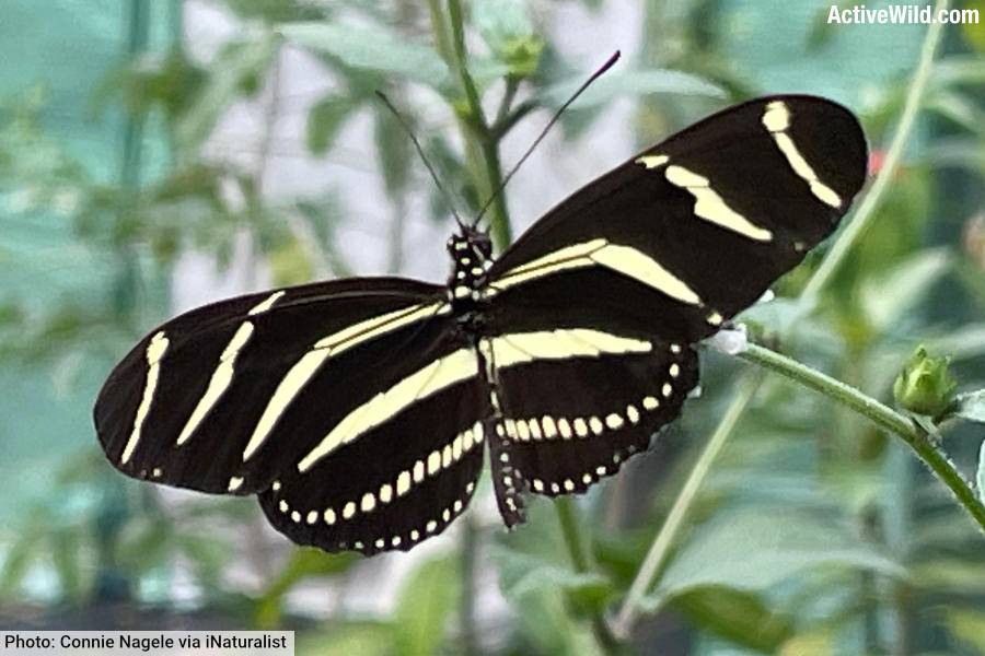 Zebra Heliconian Butterfly