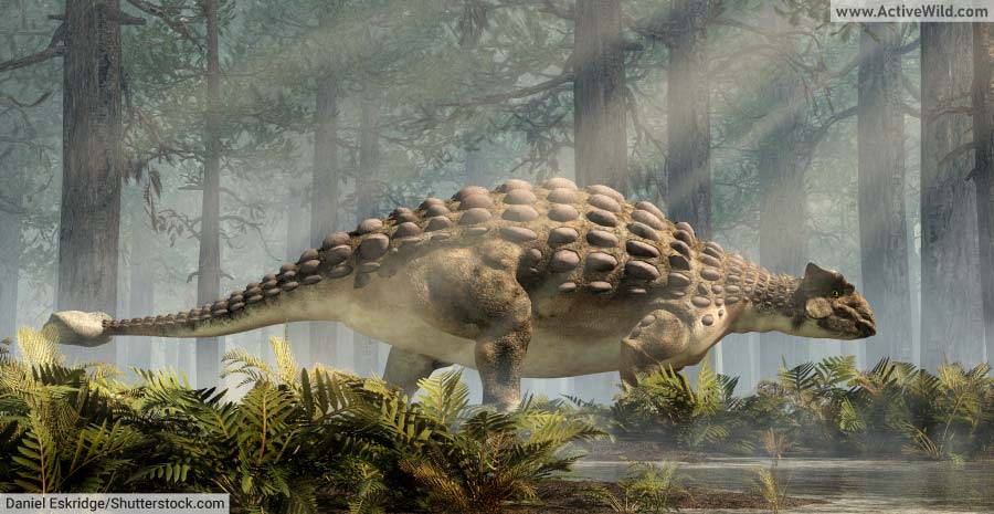 Ankylosaurus