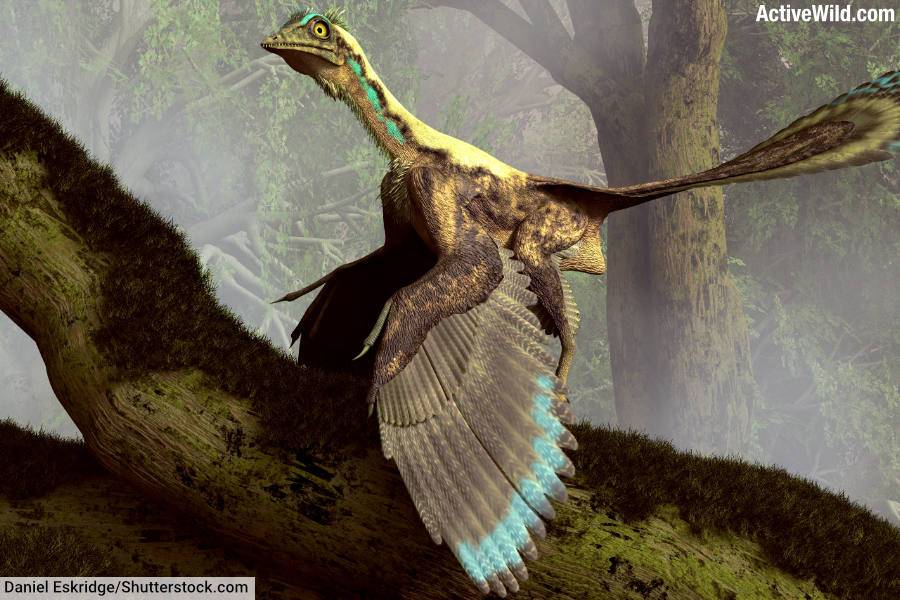 Archaeopteryx