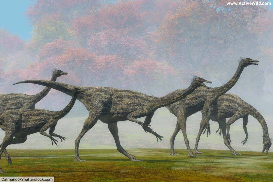 Gallimimus