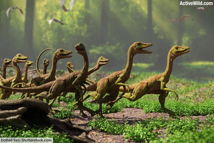 Group Of Compsognathus Dinosaurs