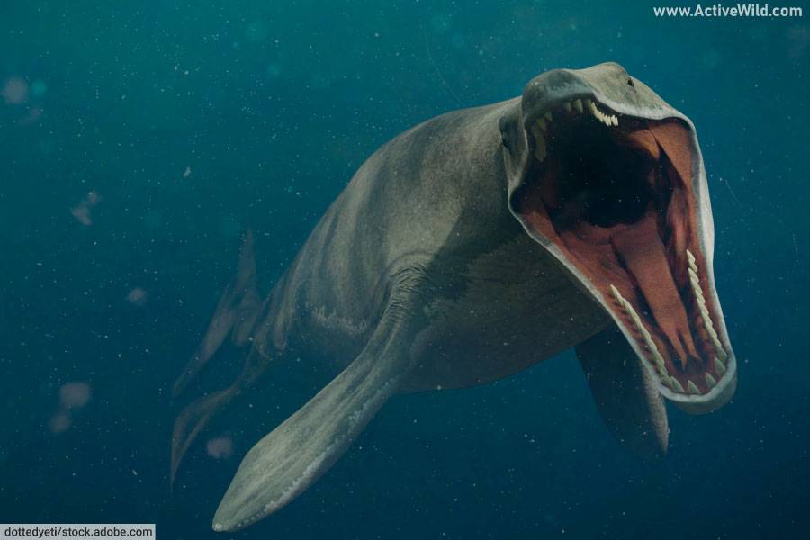 Mosasaurus With Open Mouth