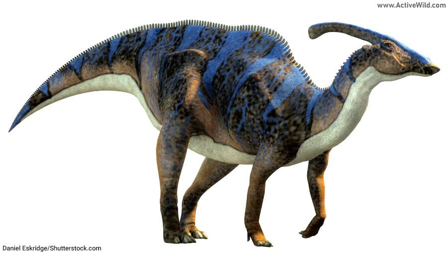 Parasaurolophus