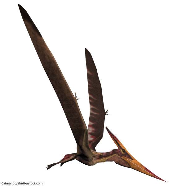 Pteranodon