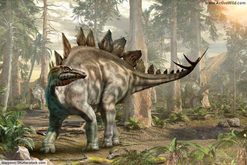 Stegosaurus