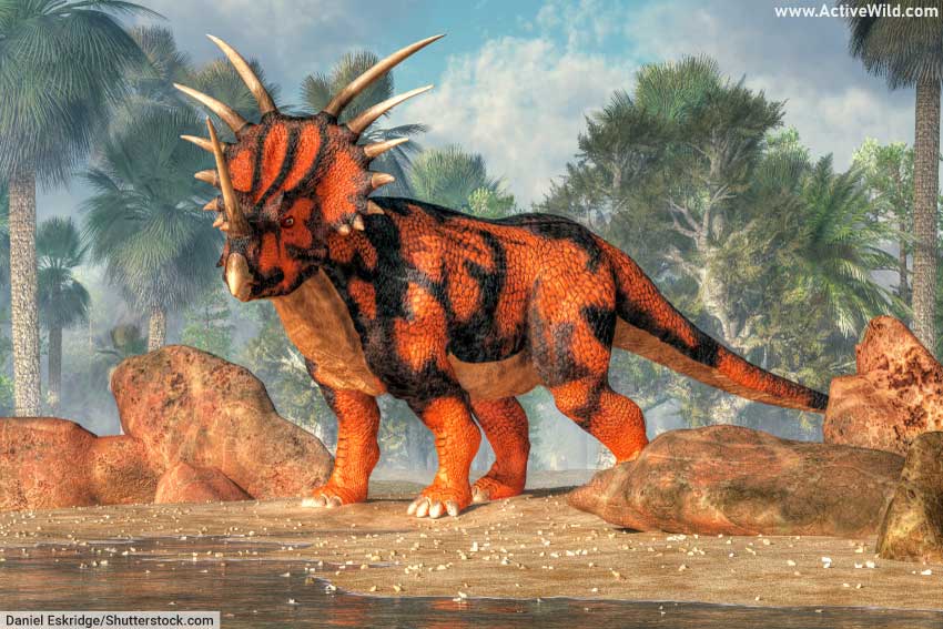 Styracosaurus