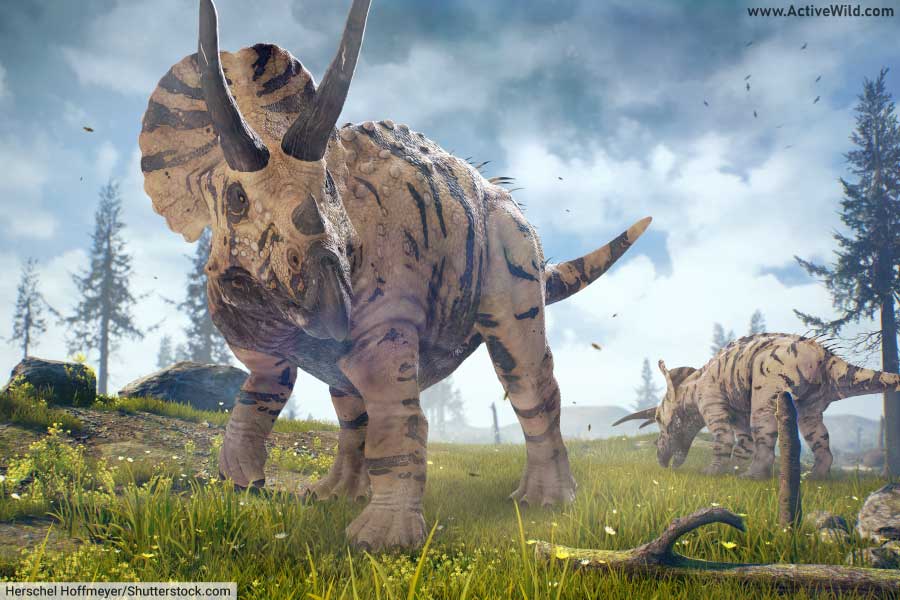 Triceratops