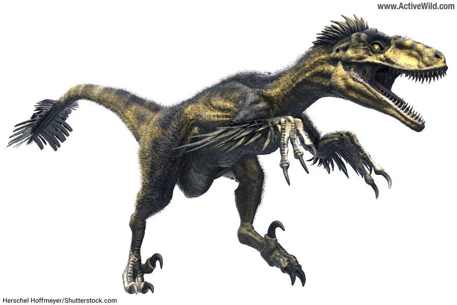 Utahraptor