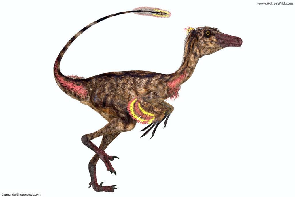 troodon