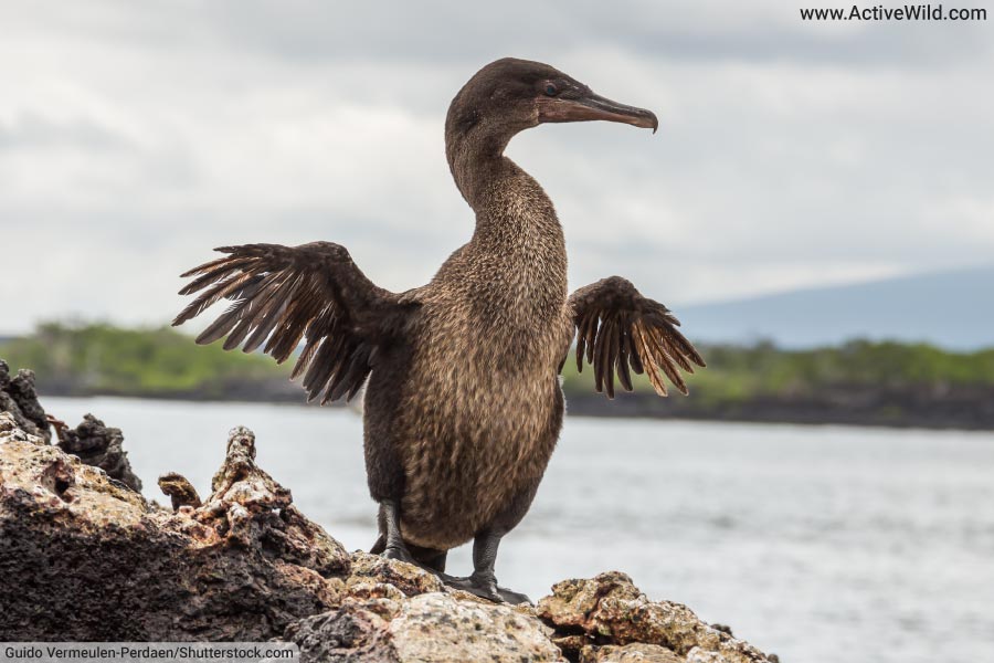 Flightless Cormorant