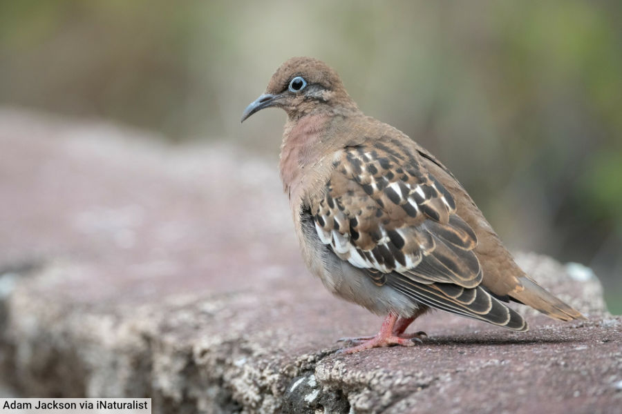 Galápagos Dove