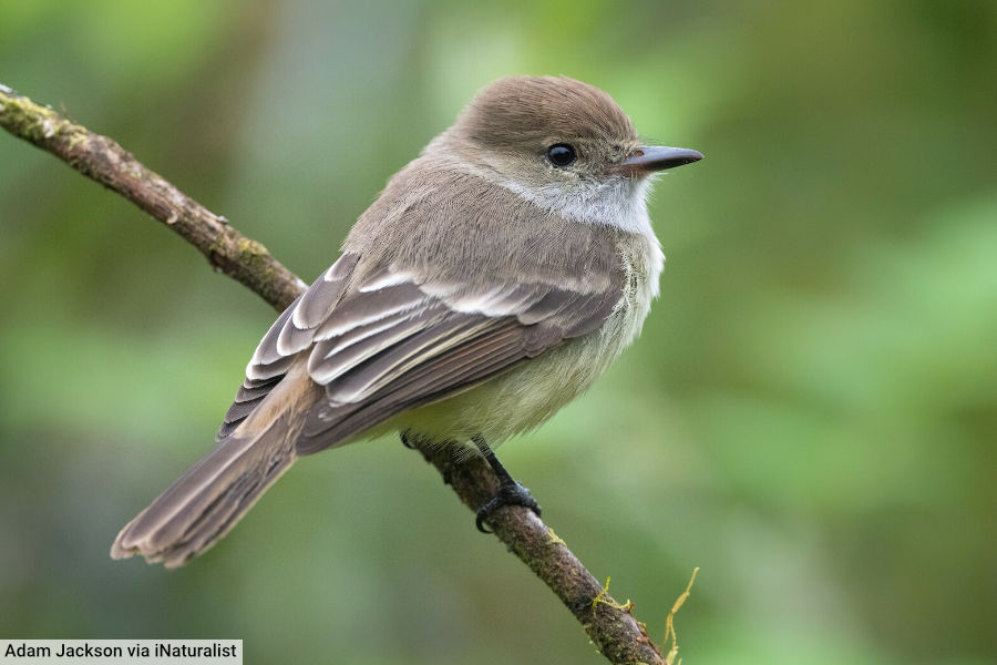 Galápagos Flycatcher