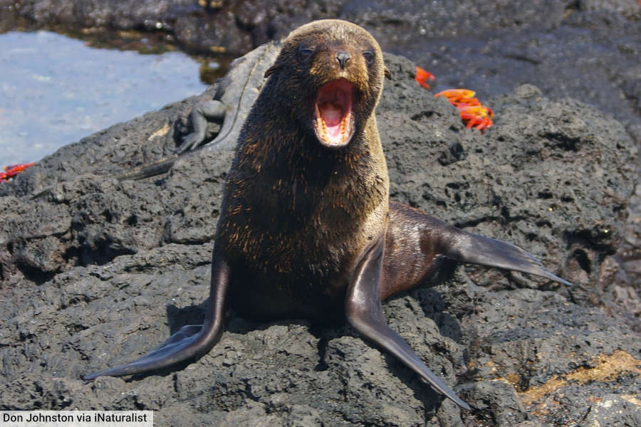 Galápagos Fur Seal