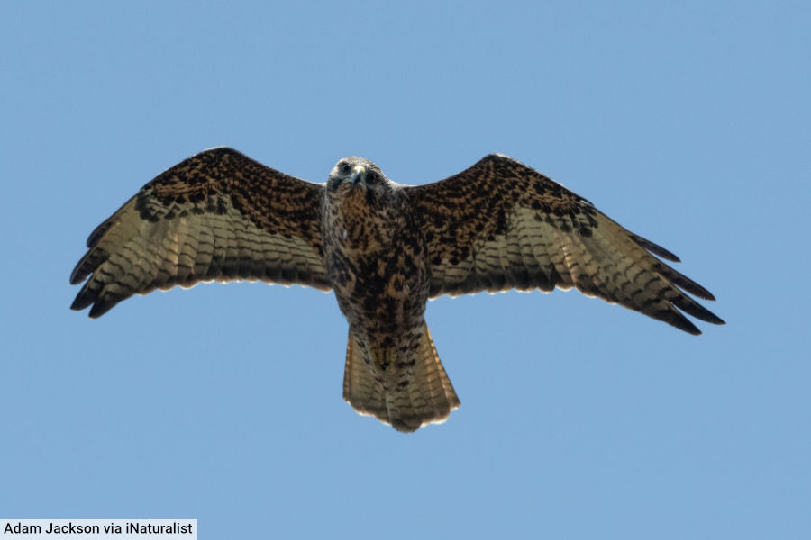 Galapagos Hawk