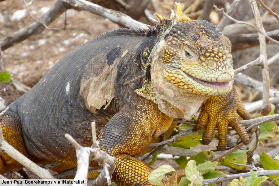 Galapagos Land Iguana