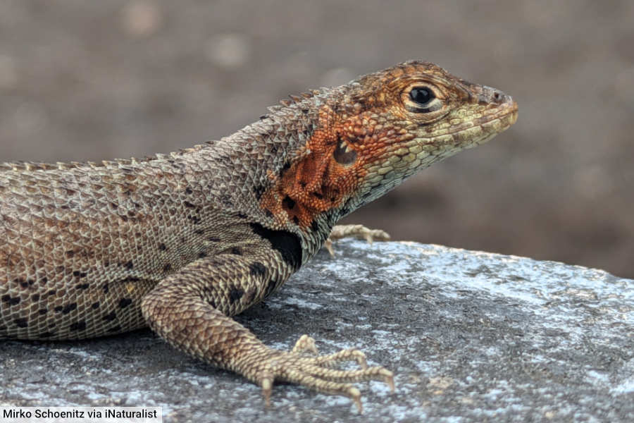 Galápagos Lava Lizard